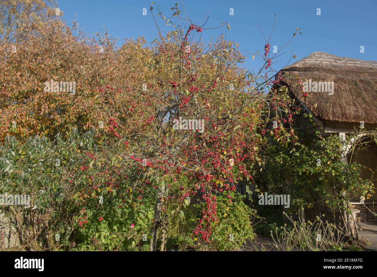 Leuchtend rote Herbstfrucht auf einem Krabbenapfelbaum (Malus x robusta 'Red Sentinel') wächst in einem Country Cottage Garden in Rural Devon, England, Großbritannien Stockfoto