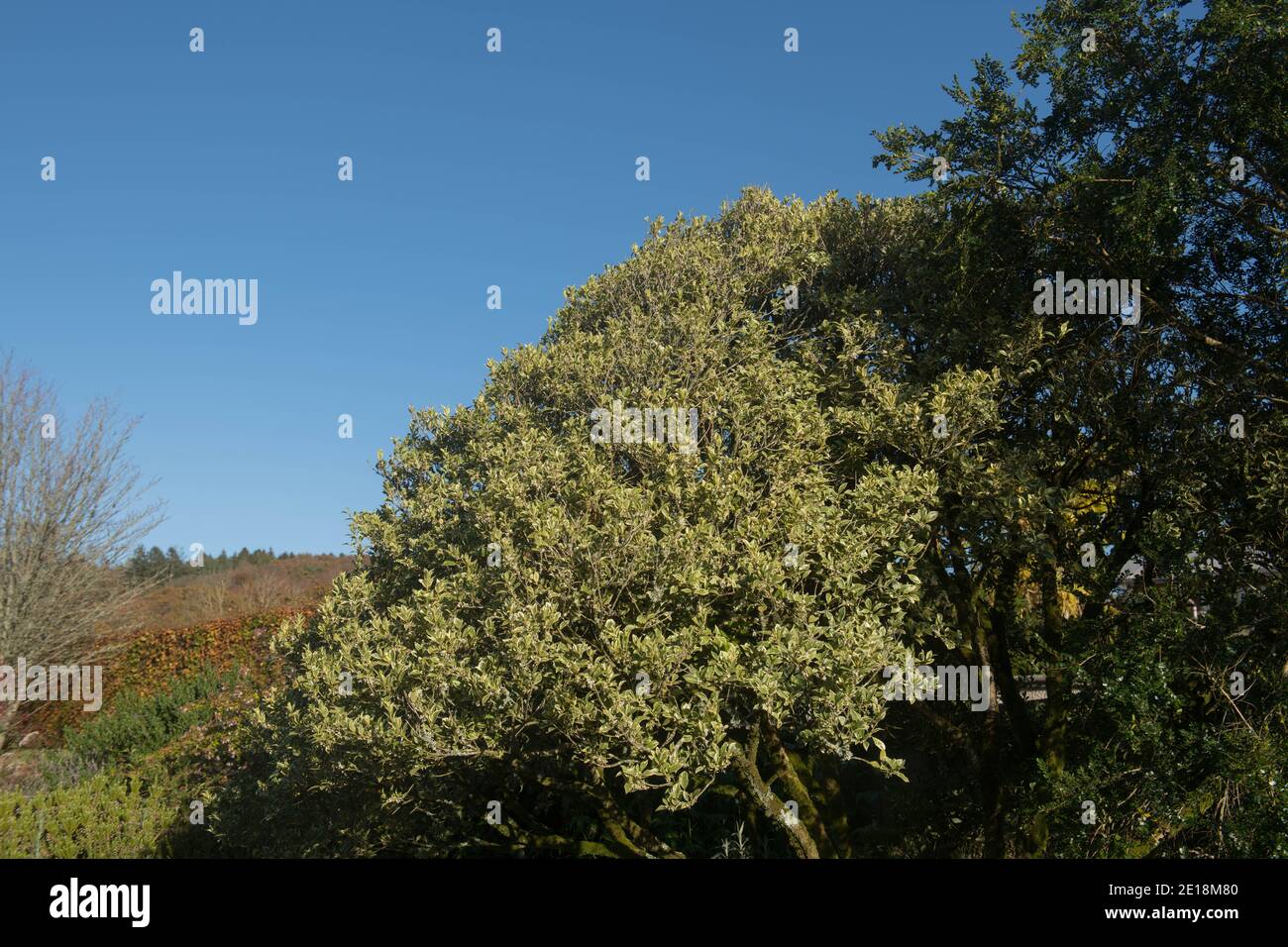Herbstblatt des Evergreen Variegated Holly Olive Strauch (Osmanthus heterophyllus 'variegatus') wächst in einem Garten in Rural Devon, England, Großbritannien Stockfoto