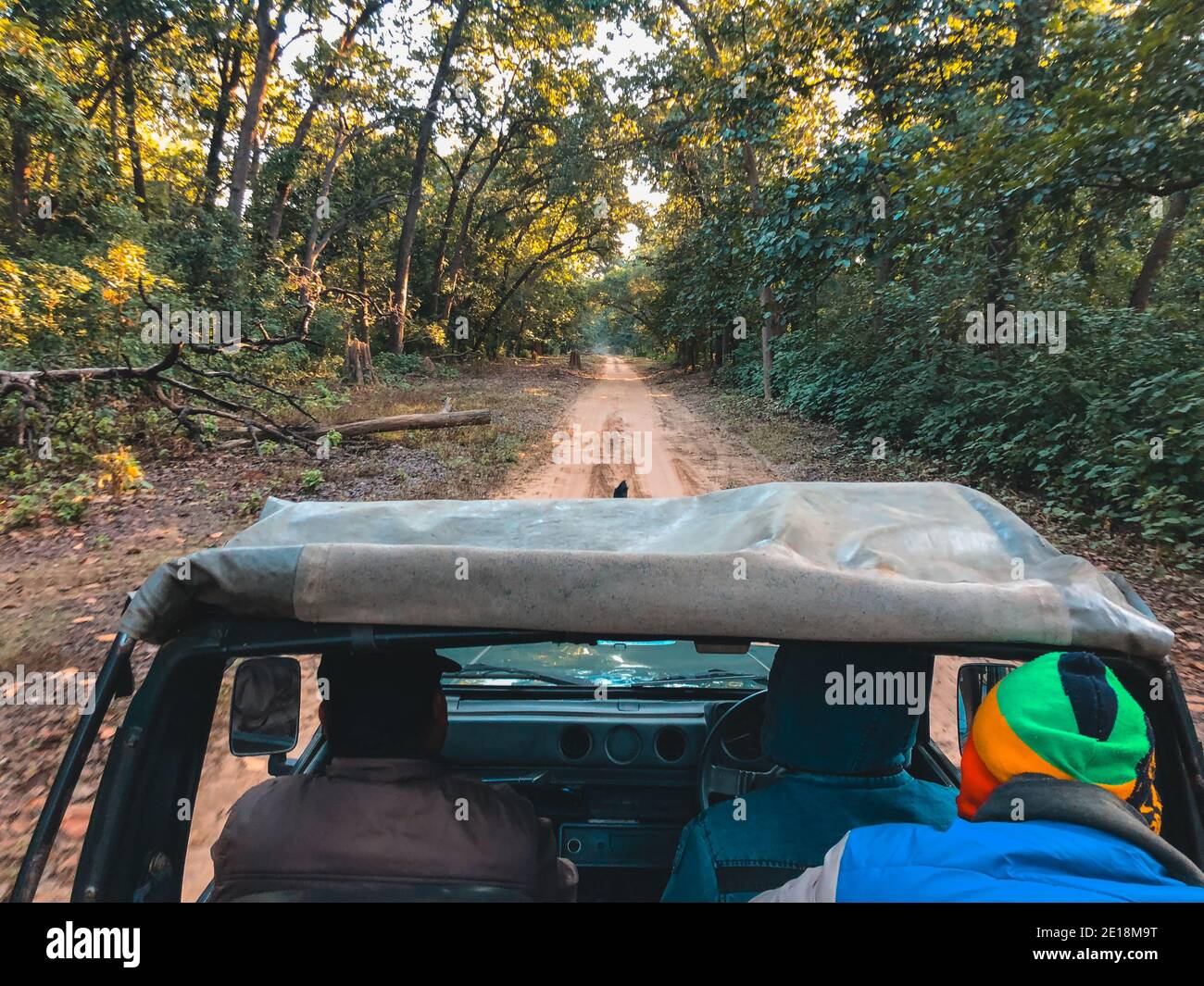 Eine Safari am frühen Morgen im Jim Corbett National Park im nordöstlichen Bundesstaat Uttarakhand in Indien. Stockfoto