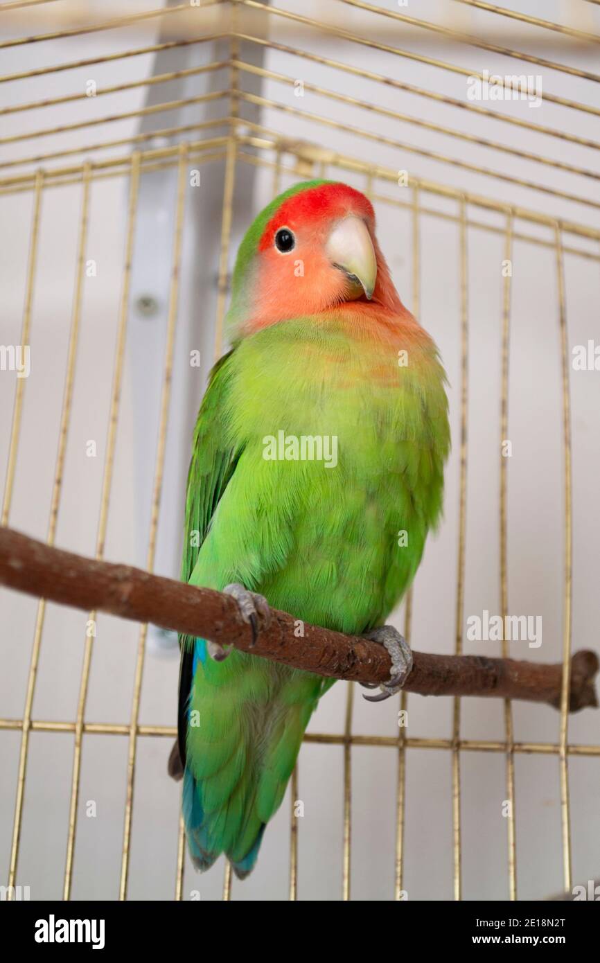 Rosy gesichtige Rotkehlchen oder Agapornis roseicollis. Bunte Papagei. Vertikales Bild Stockfoto