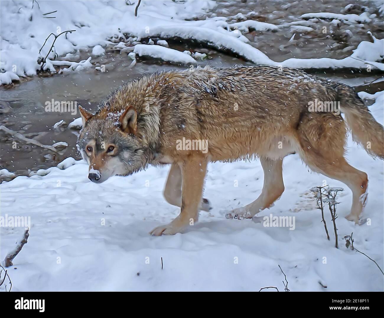 Wolf überwintern durch den Wald in digitaler Öl-Effekte-Illustration Technik Stockfoto