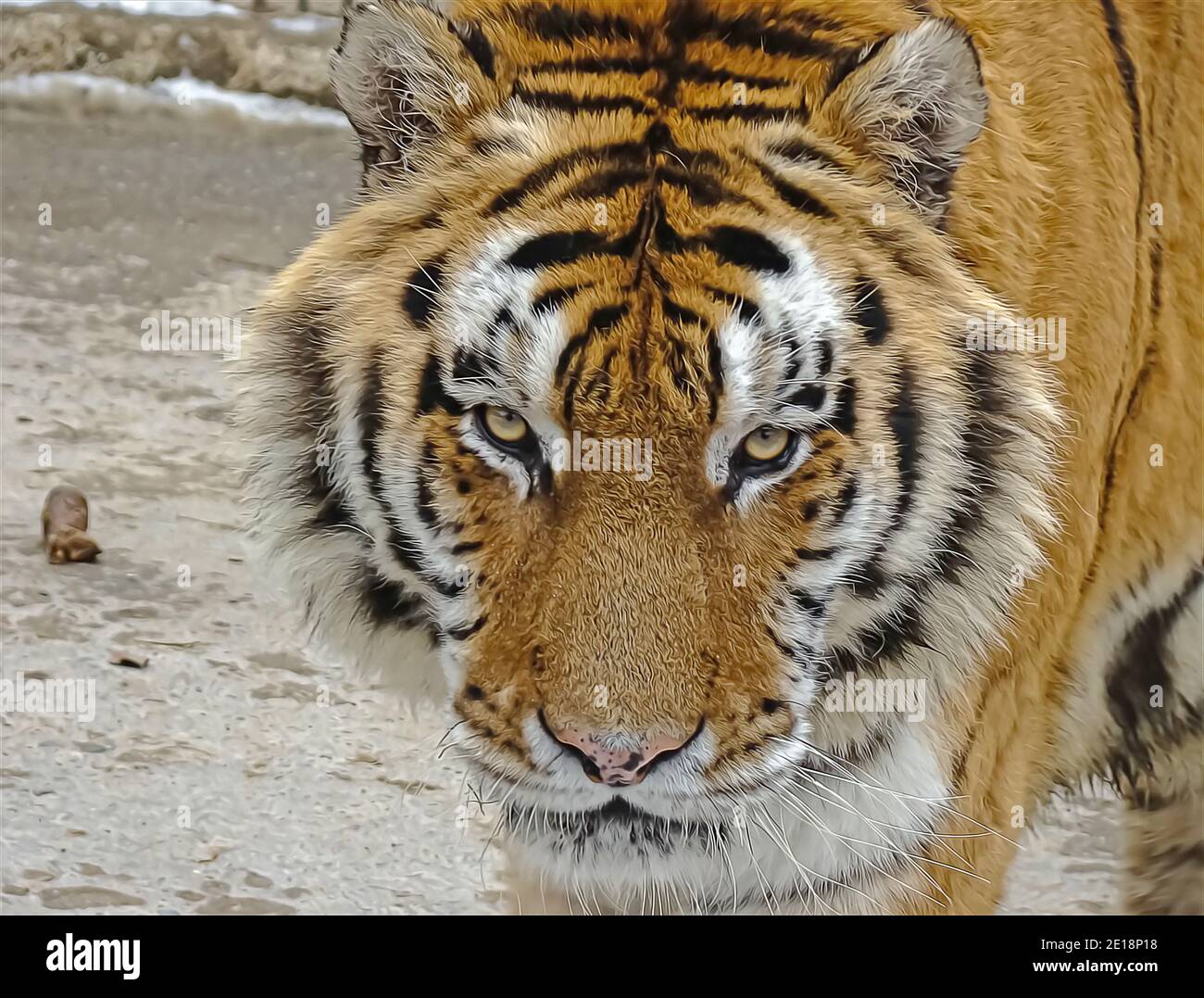 Portrait of Tiger in digital Oil Effects Illustration Technik Stockfoto