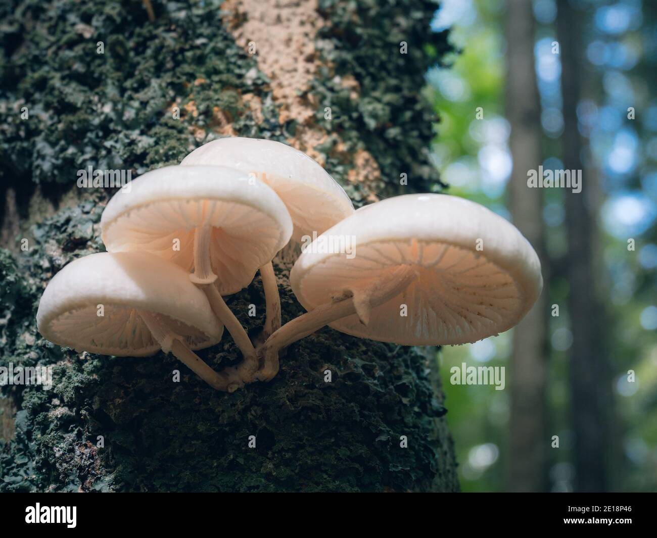 Baumpilz Lamellen lit sloviena Stockfoto