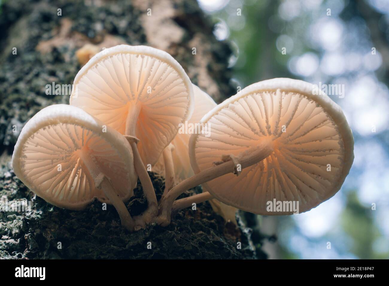Baumpilz Lamellen lit sloviena Stockfoto