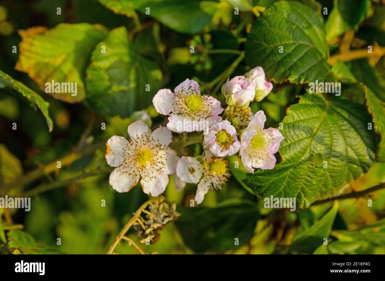 Brombeere blüht im Herbst in einer englischen Hecke. Stockfoto