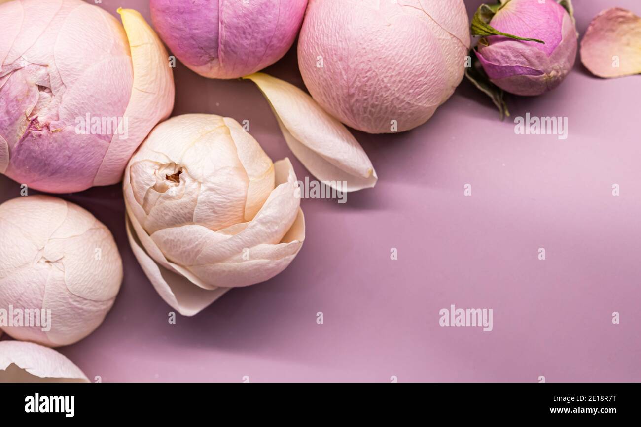 Rosenblütenknospen auf rosa Hintergrund. Makro Blumen Hintergrund für Urlaub Marke Design Stockfoto