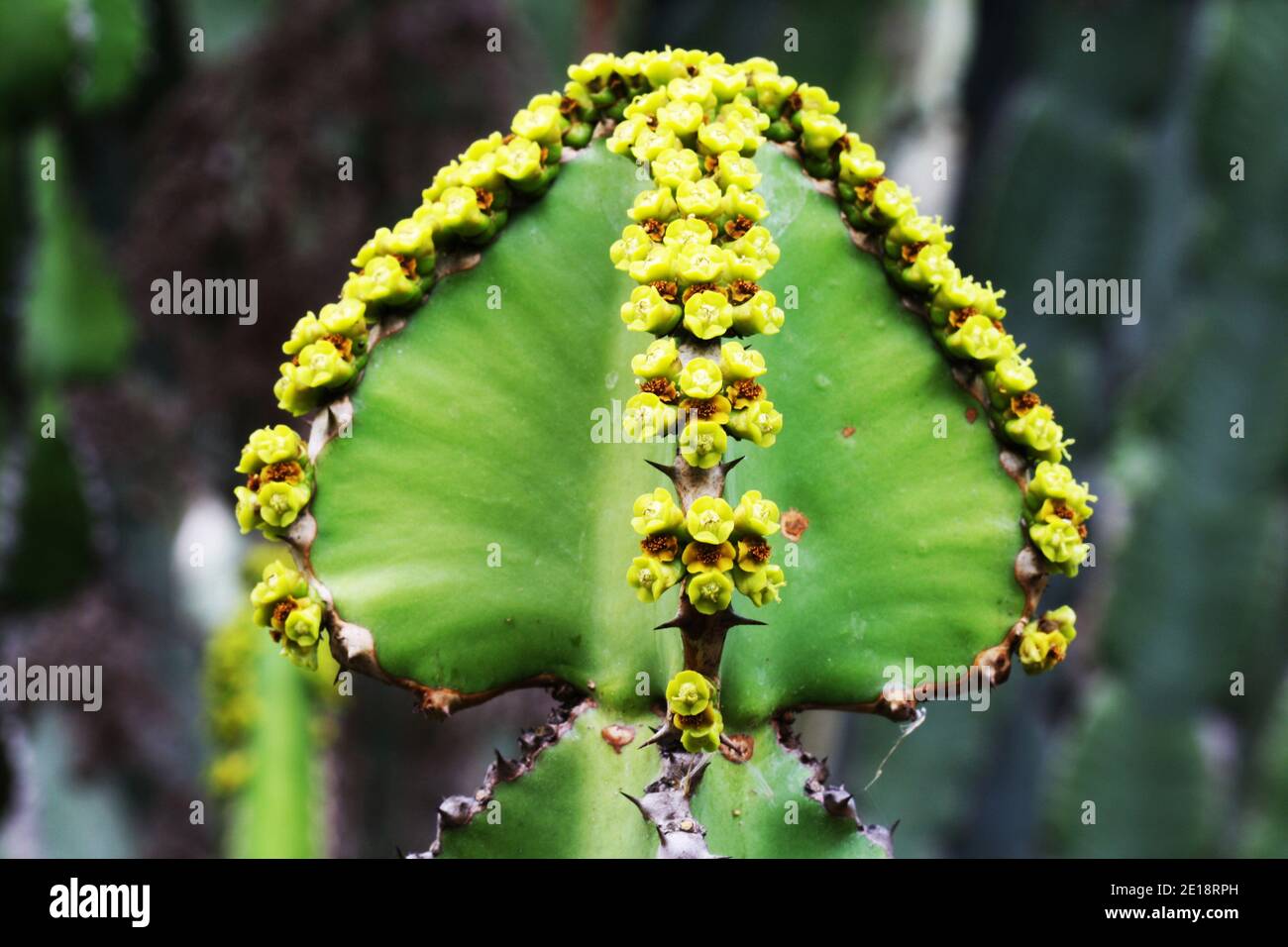 Wolfsmilchgewächs euphorbia cooperi Stockfotografie Alamy