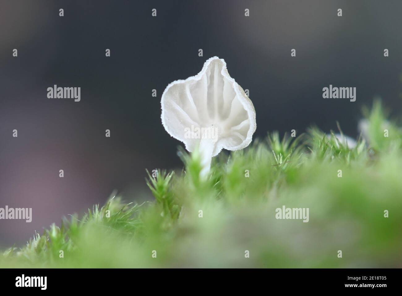 Mycena alba, auch bekannt als Phloeomana alba, Elfenbeinhaube, Wildpilz aus Finnland Stockfoto