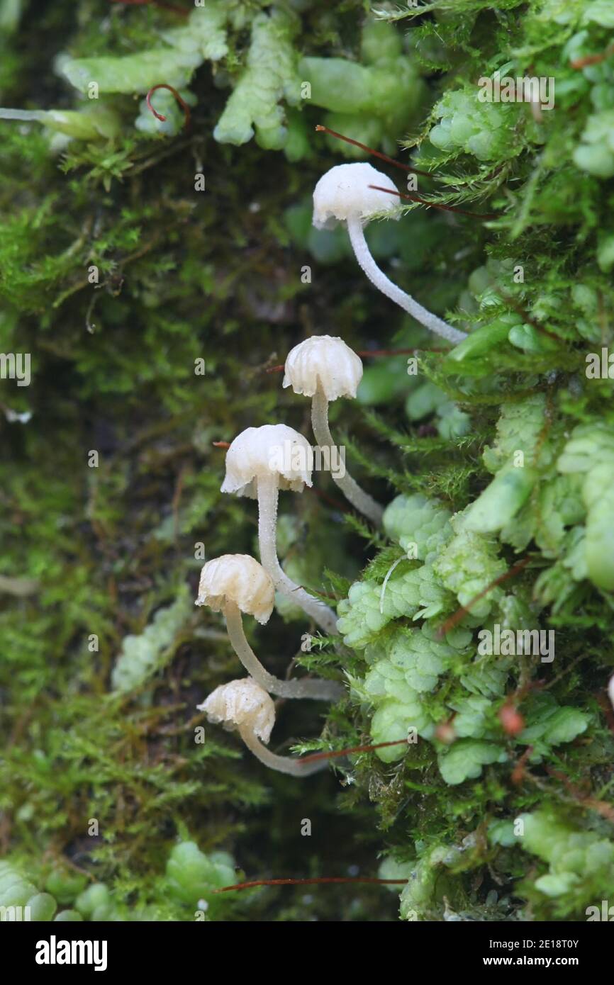 Mycena alba, auch bekannt als Phloeomana alba, Elfenbeinhaube, Wildpilz aus Finnland Stockfoto