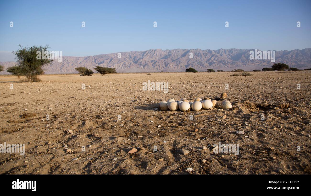 Eier in einem Nest eines Straußes (Struthio camelus) auf dem Boden. Die Eier sind im Vordergrund zu sehen. Fotografiert in der Hai Bar Reintroductio Stockfoto