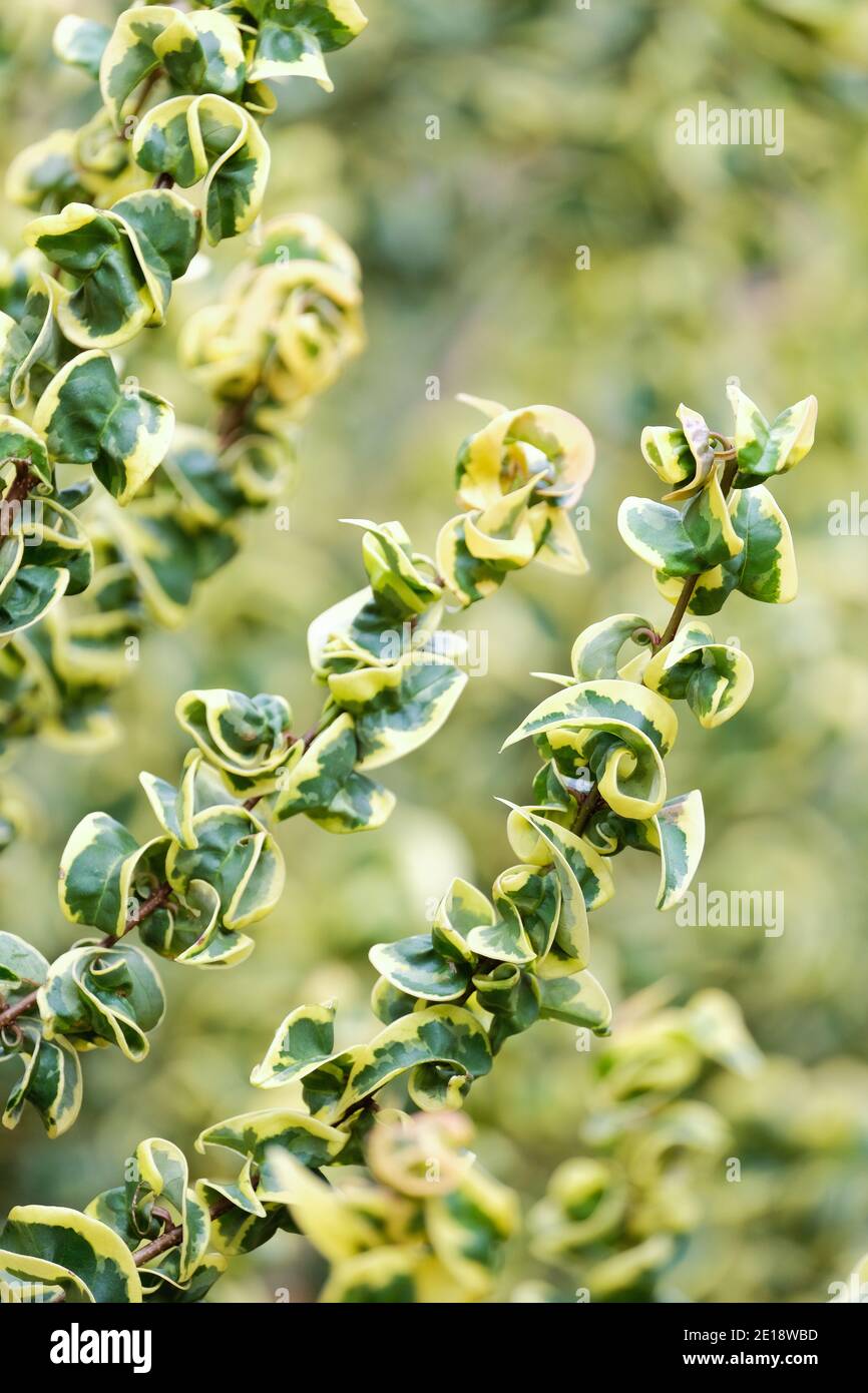 Gewellte Blätter, eingefasst in cremig-gelb von Ligustrum lucidum 'Curly Wurly' chinesisches Gehege 'Curly Wurly' im Spätherbst Stockfoto