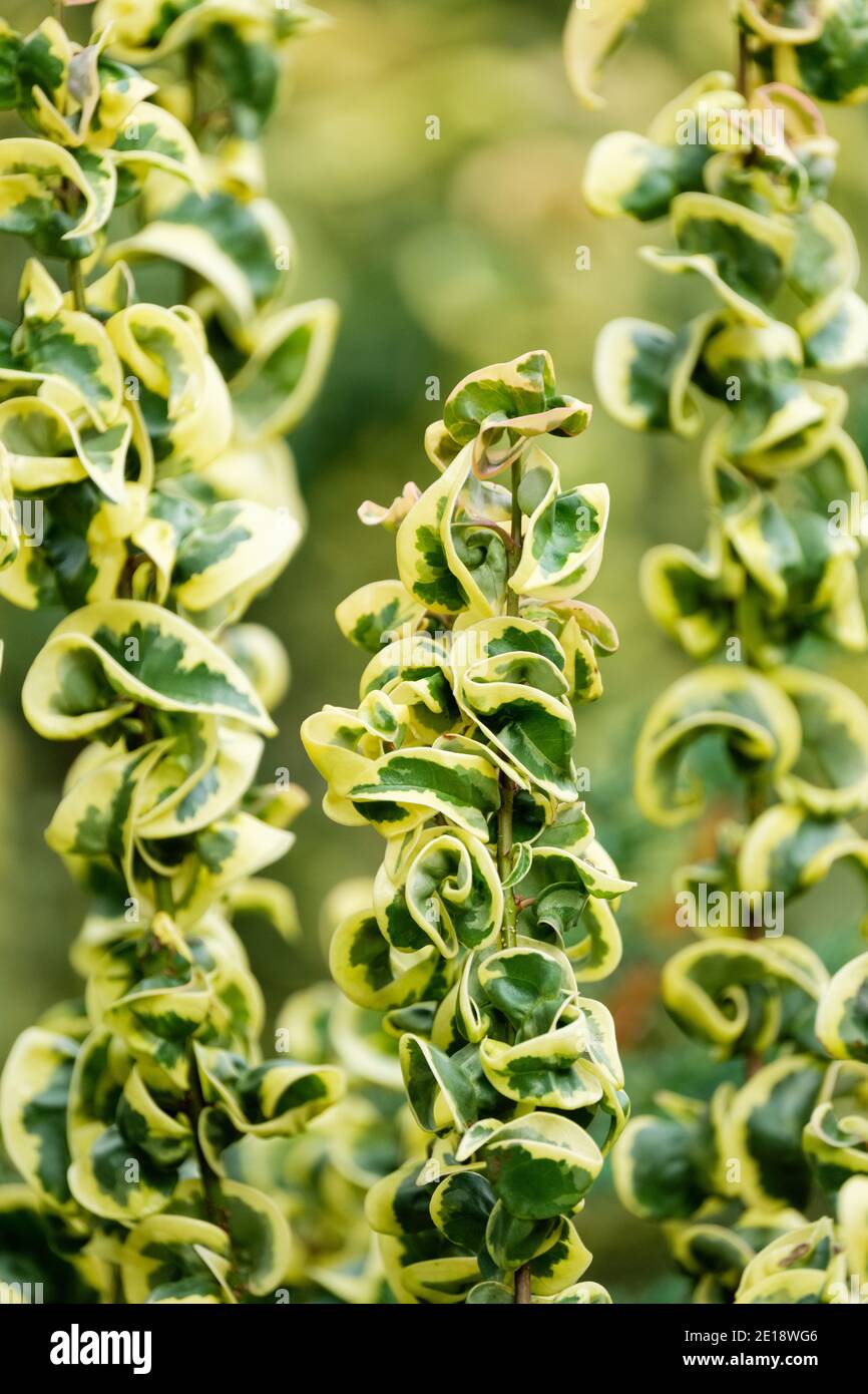 Gewellte Blätter, eingefasst in cremig-gelb von Ligustrum lucidum 'Curly Wurly' chinesisches Gehege 'Curly Wurly' im Spätherbst Stockfoto