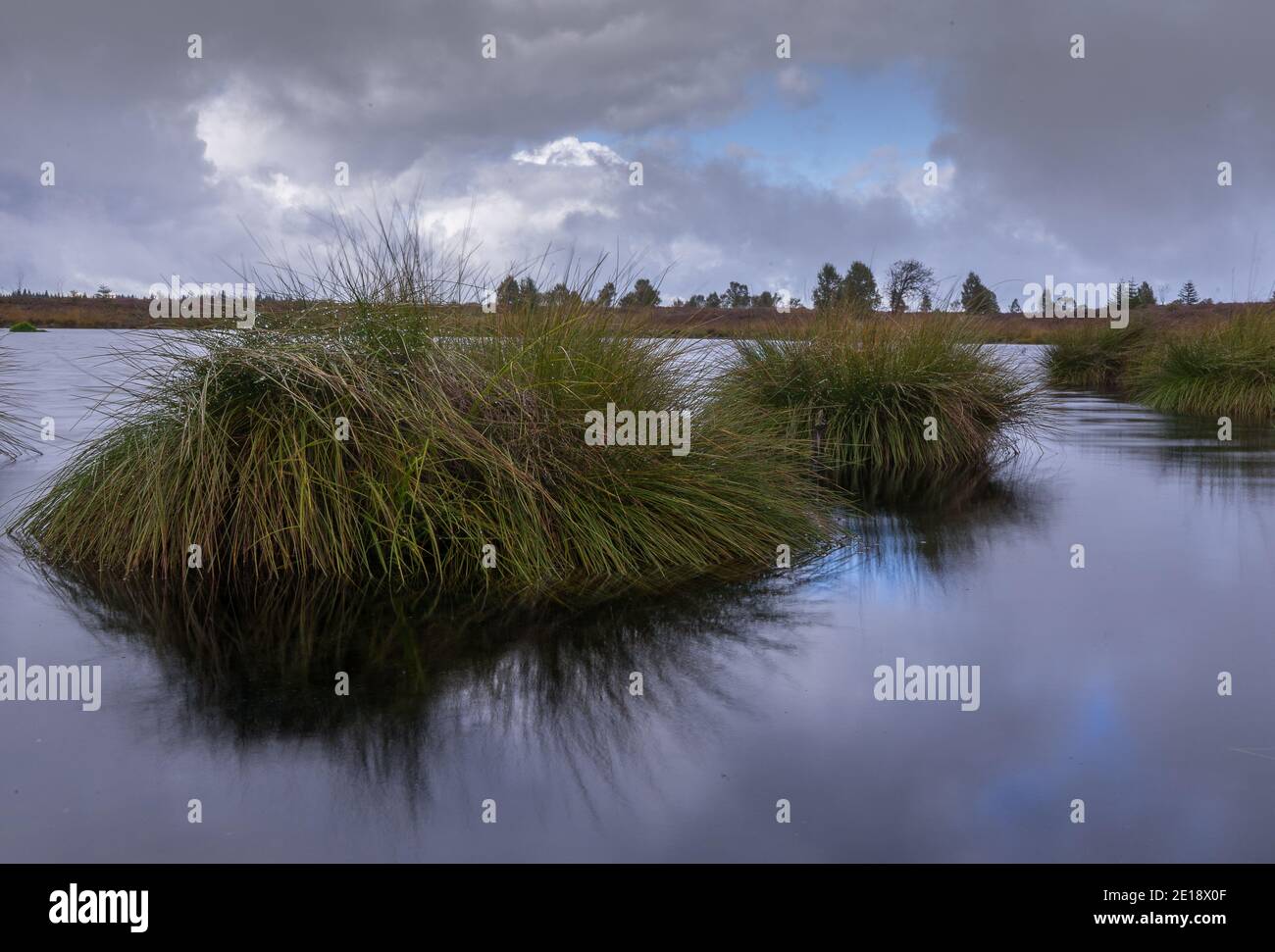 Sumpf in Beglium genannt Hautes Fagnes Stockfoto