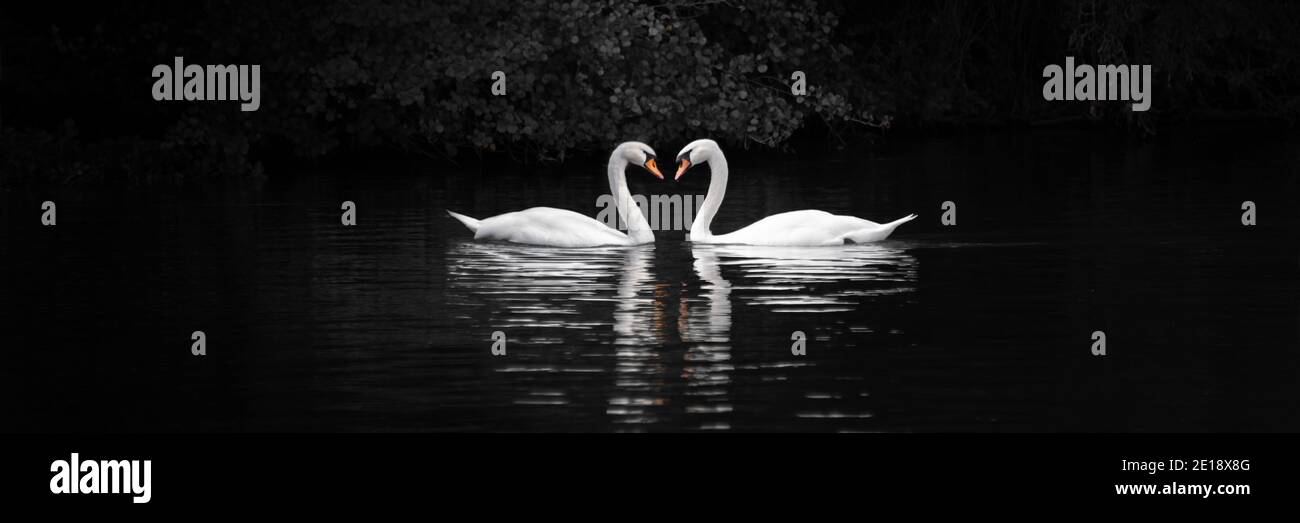 Panorama von zwei Schwanen, die ein Herz auf schwarzem Hintergrund bilden. Liebe, Valentinstag Panorama Web-Banner Stockfoto