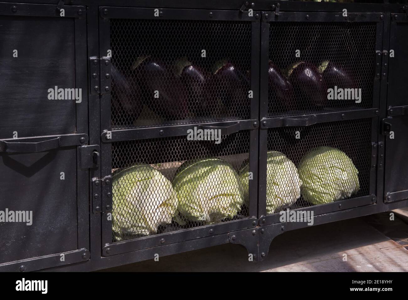 Gemüse in Gefangenschaft. Reife Kohlköpfe und Auberginen werden von Vegetariern in Käfigen gehalten Stockfoto