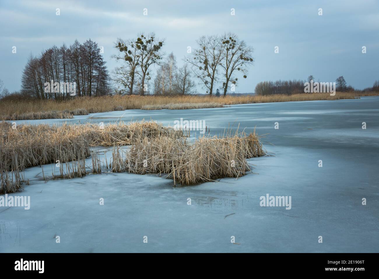 Gefrorener See mit trockenem Schilf, Bäume am Ufer Stockfoto