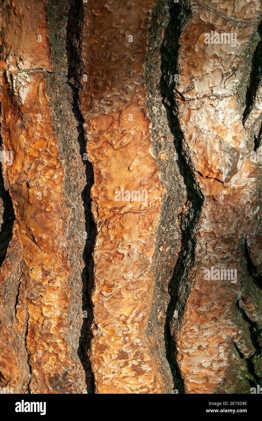 Pinus pinea braun Baumrinde Makro Nahaufnahme Textur Hintergrund allgemein bekannt als Zirbe, Stock Foto Bild Stockfoto