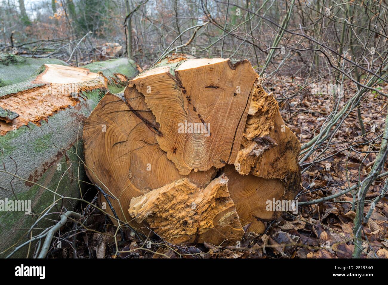 Gefällte Buchenbäume auf dem Waldboden. Stockfoto
