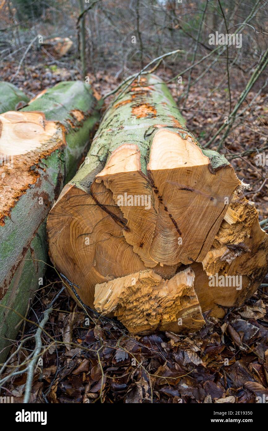 Gefällte Buchenbäume auf dem Waldboden. Stockfoto