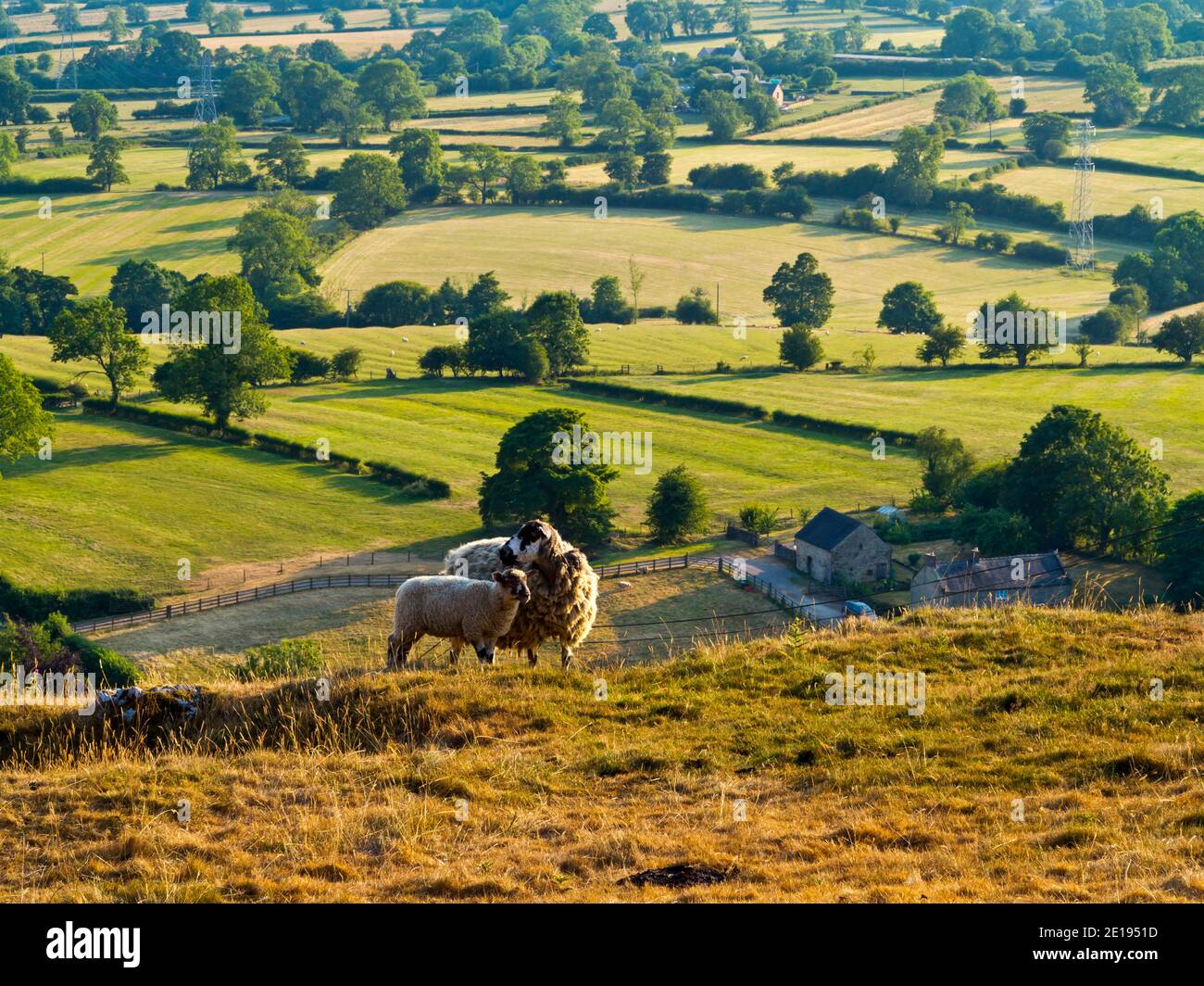 Schafe weiden auf Carsington Weiden in der Nähe von Carsington Wasser in der Derbyshire Dales Gebiet des Peak District England Großbritannien Stockfoto