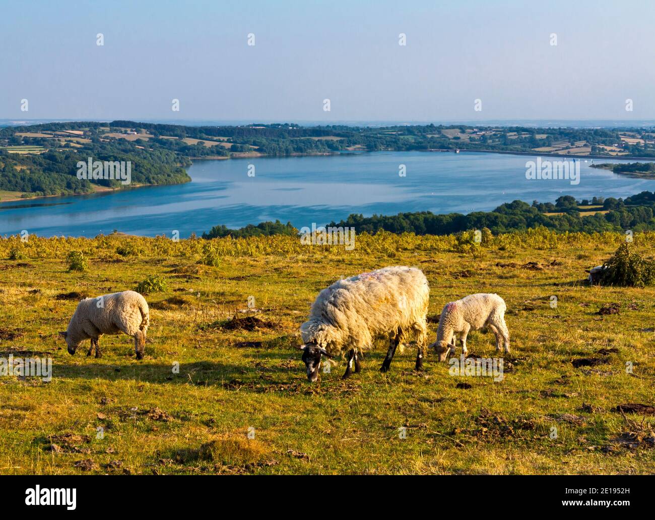 Schafe weiden auf Carsington Weiden in der Nähe von Carsington Wasser in der Derbyshire Dales Gebiet des Peak District England Großbritannien Stockfoto