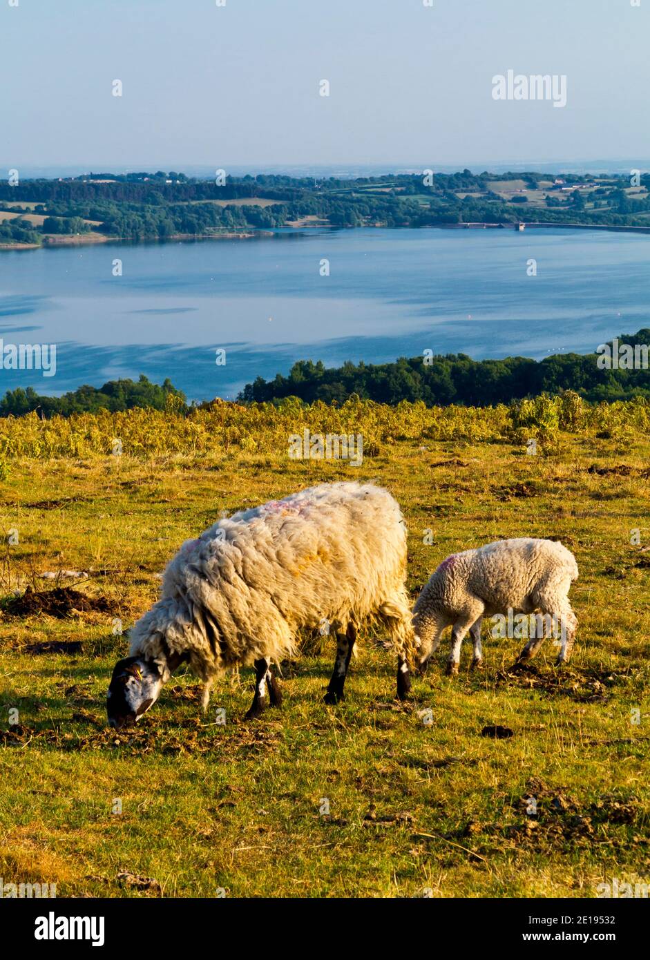 Schafe weiden auf Carsington Weiden in der Nähe von Carsington Wasser in der Derbyshire Dales Gebiet des Peak District England Großbritannien Stockfoto