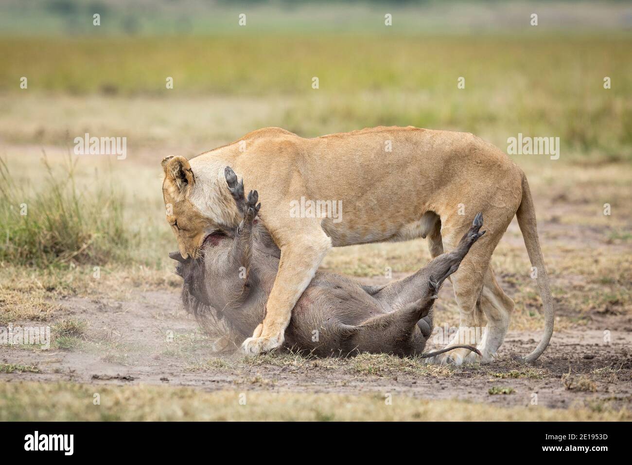 Löwe töten mit einer erwachsenen Löwin hält sich ein großes warthog am Hals in Masai Mara in Kenia Stockfoto