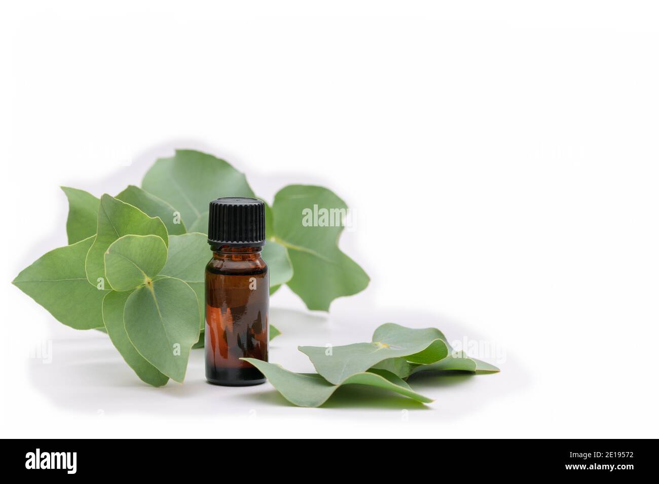 Eine Aromatherapie-Ölflasche, umgeben von einem Eukalyptuszweig und Blätter Stockfoto