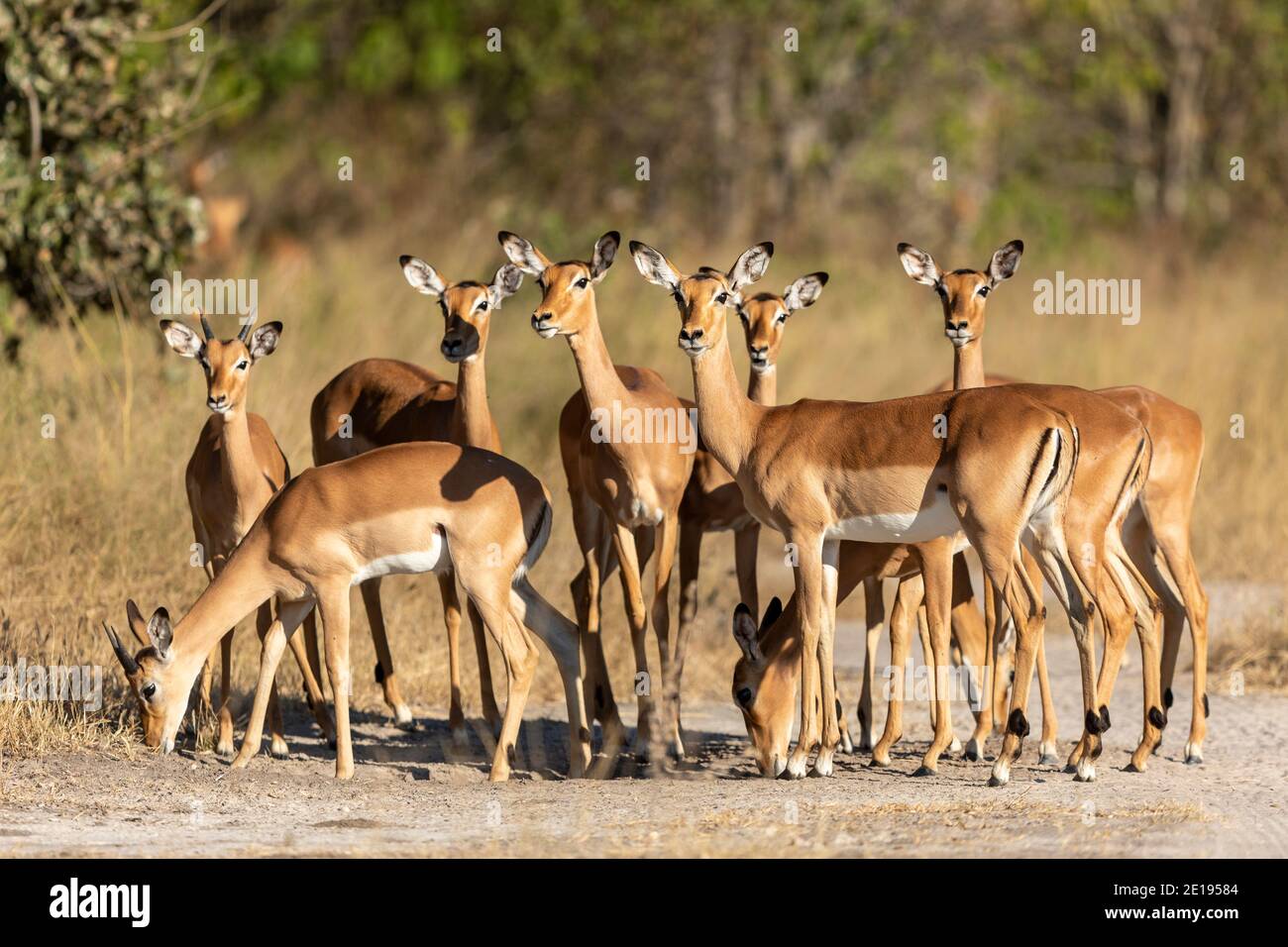 Herde von Impala, die zusammen in der Khwai Reserve stehen und wachsam aussehen Im Okavango Delta in Botswana Stockfoto
