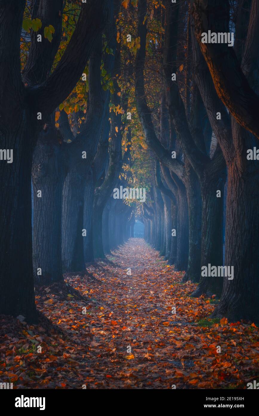 Lucca, Herbstlaub in einem von Bäumen gesäumten Gehweg in einem nebligen Morgen. Toskana, Italien. Stockfoto