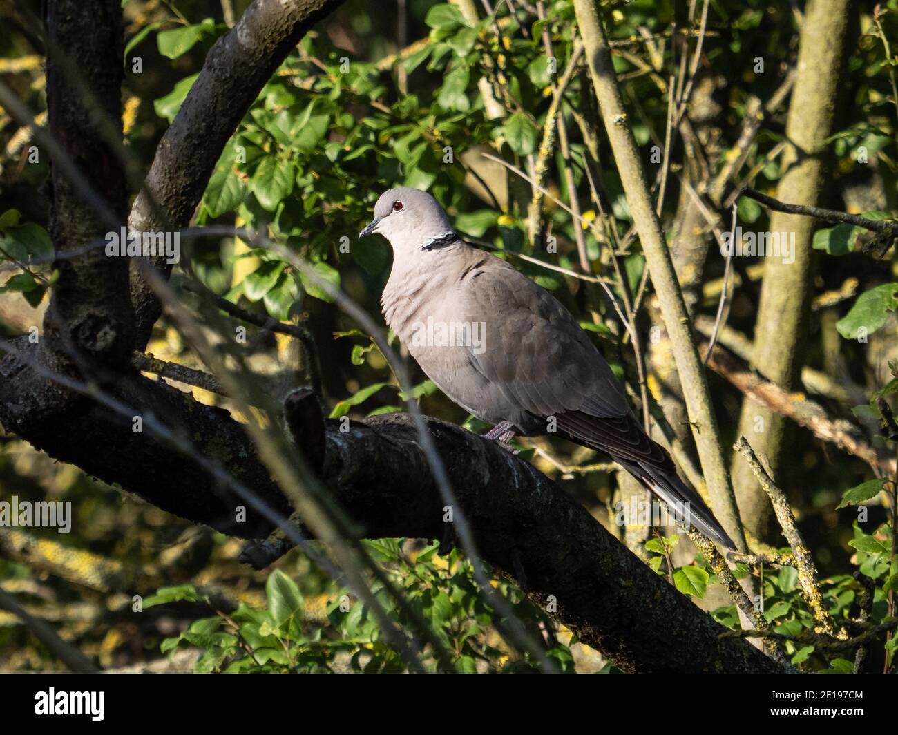 Eine Halstaube (Streptopelia decaocto), die im Beddington Farmlands Nature Reserve in Sutton, London, gesehen wurde. Stockfoto