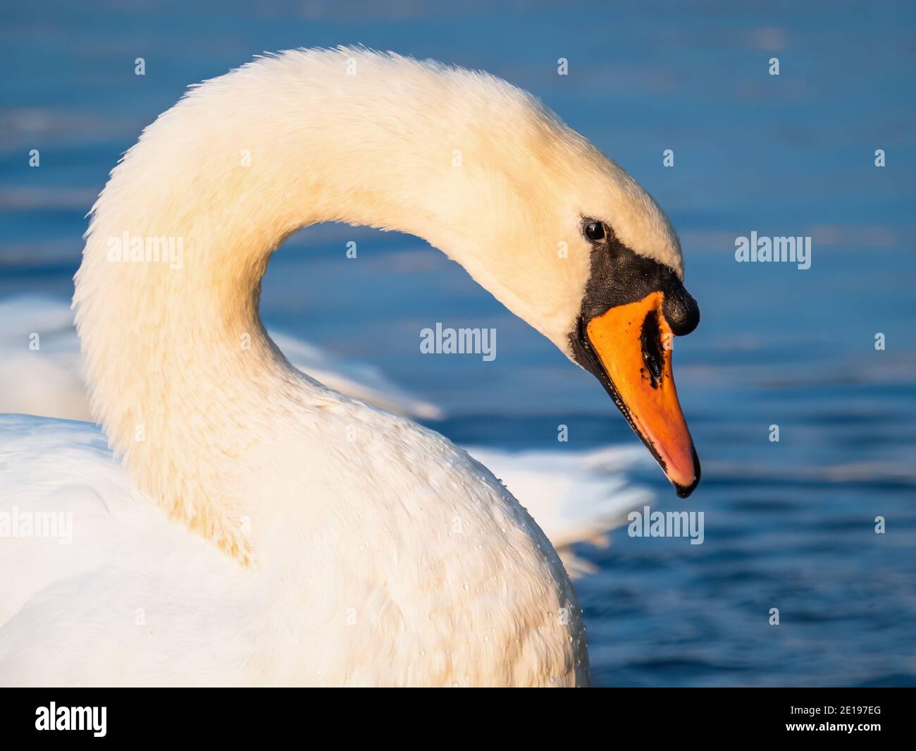 Ein stummer Schwan (Cygnus olor) auf dem Fluss Brda in Bydgoszcz, Polen gesehen. Stockfoto