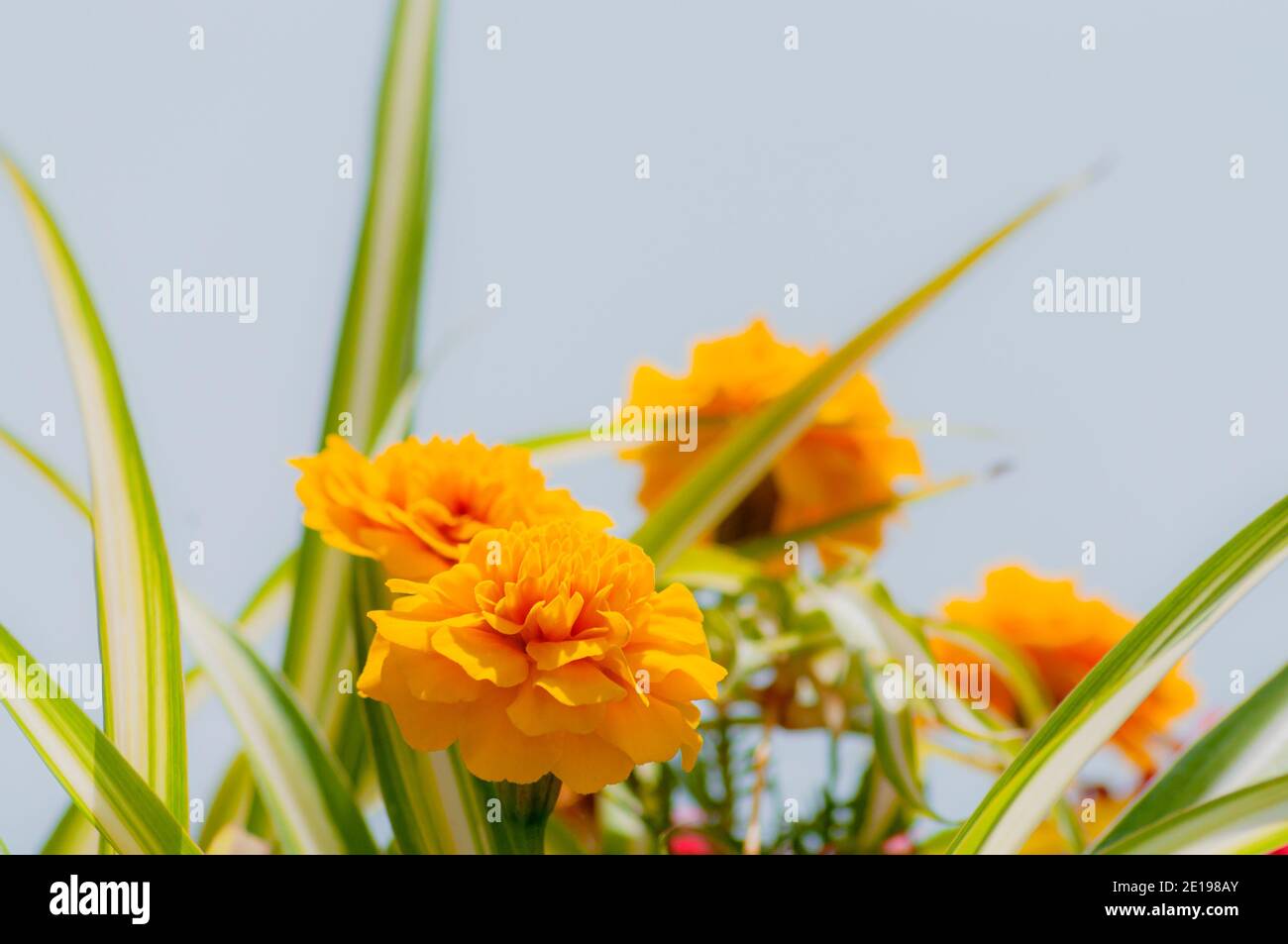 Hintergrund mit gelben Blumen am Himmel Stockfoto