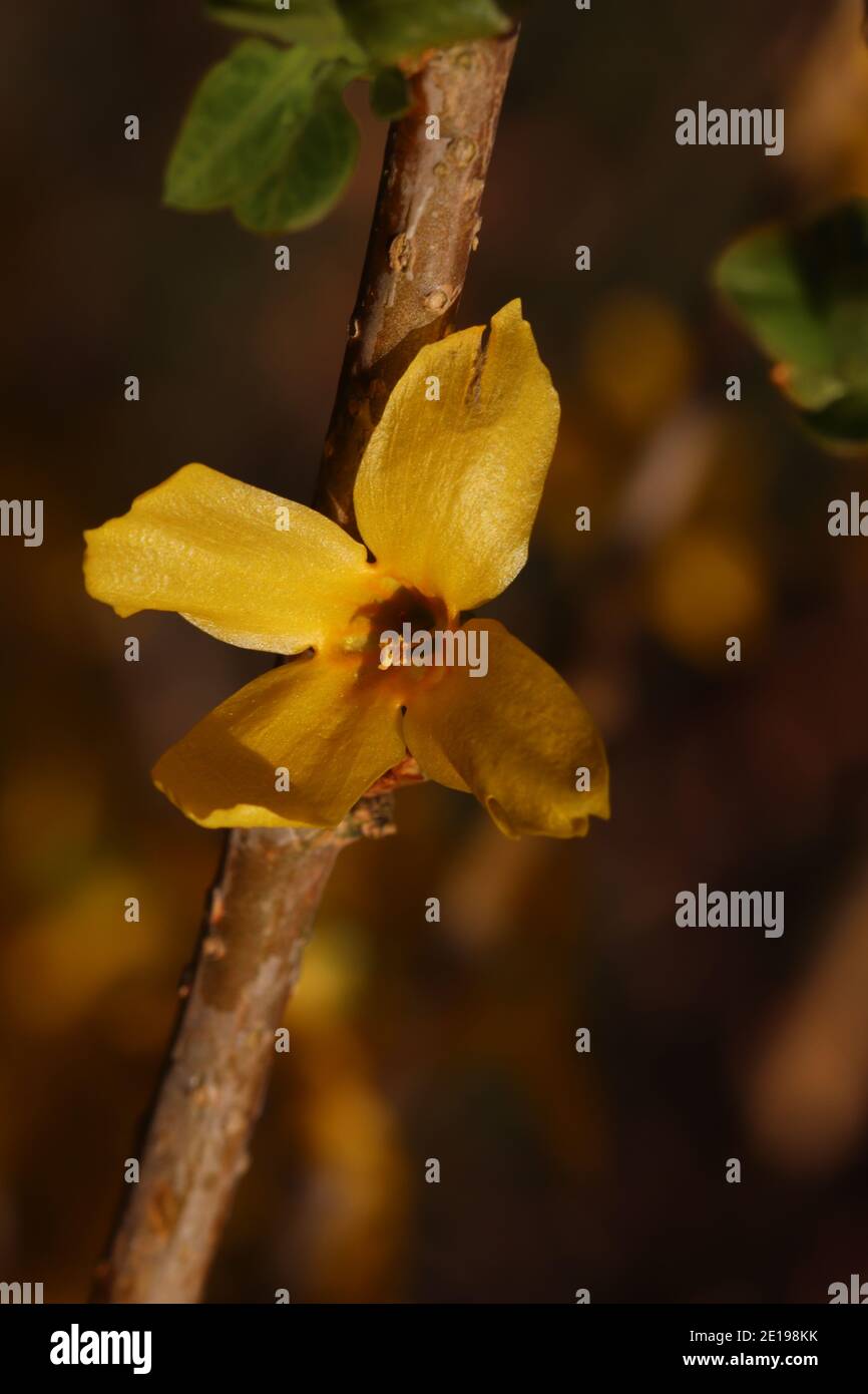 Nahaufnahme einer einzelnen Forsythia Blüte Stockfoto