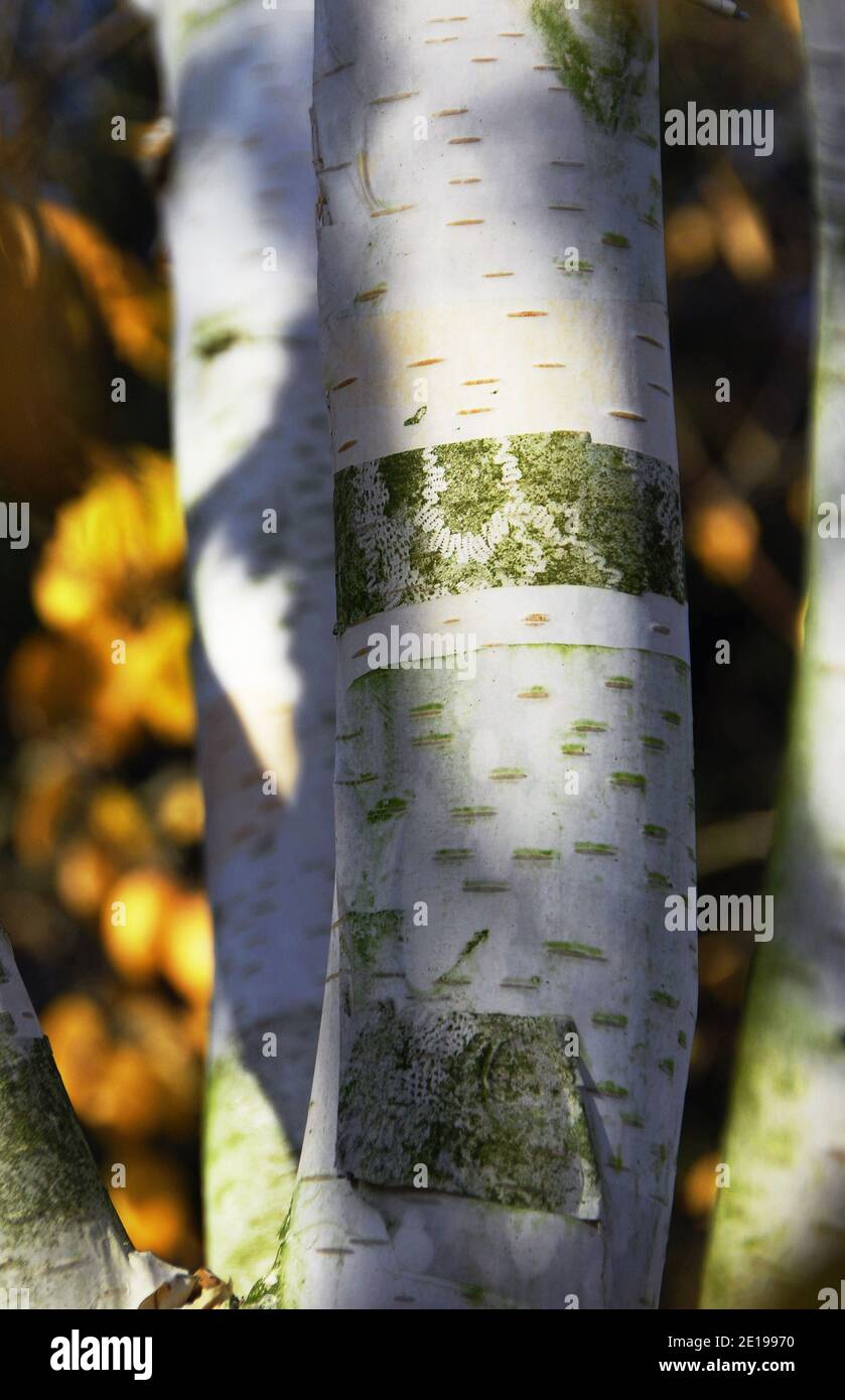 Betula utilis var.jacquemontii Stockfoto