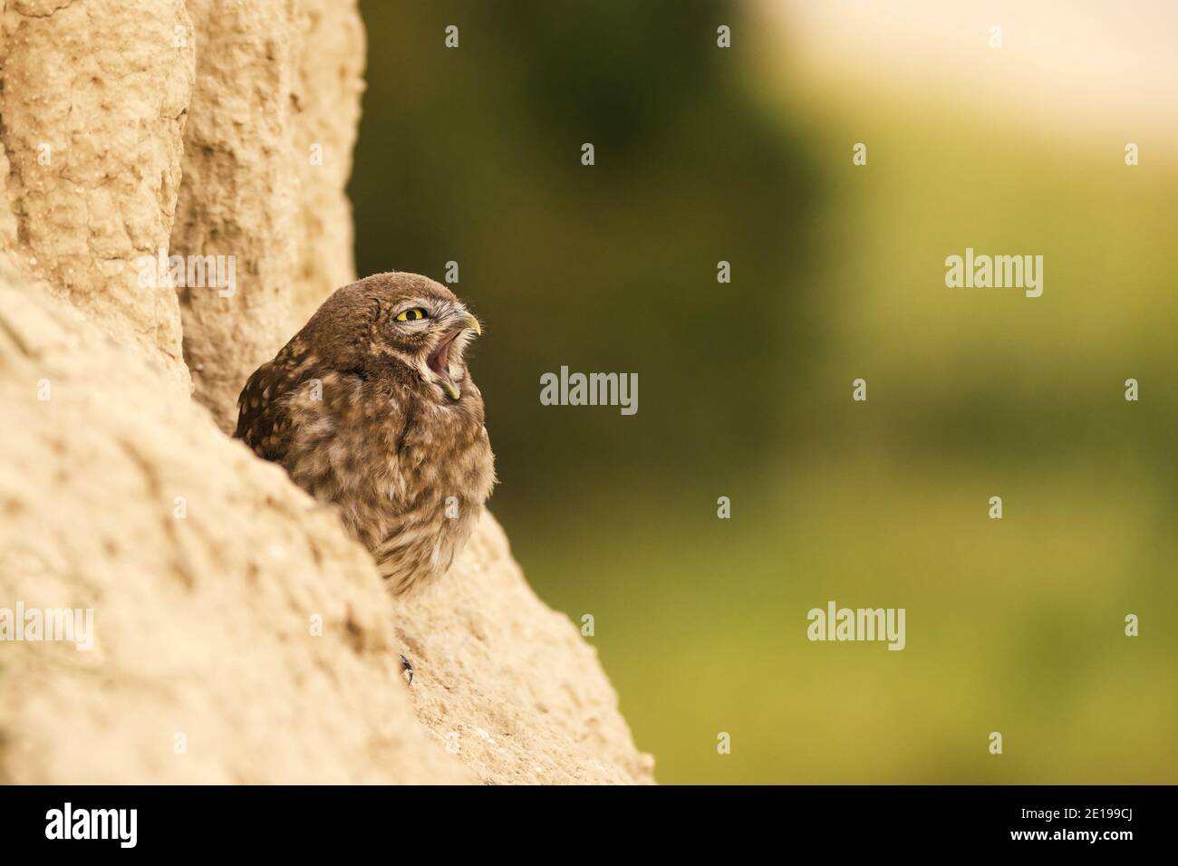 Die kleine Eule, die mit offenem Schnabel auf einem schönen Hintergrund aus seinem Loch guckt. Athene noctua. Speicherplatz kopieren Stockfoto