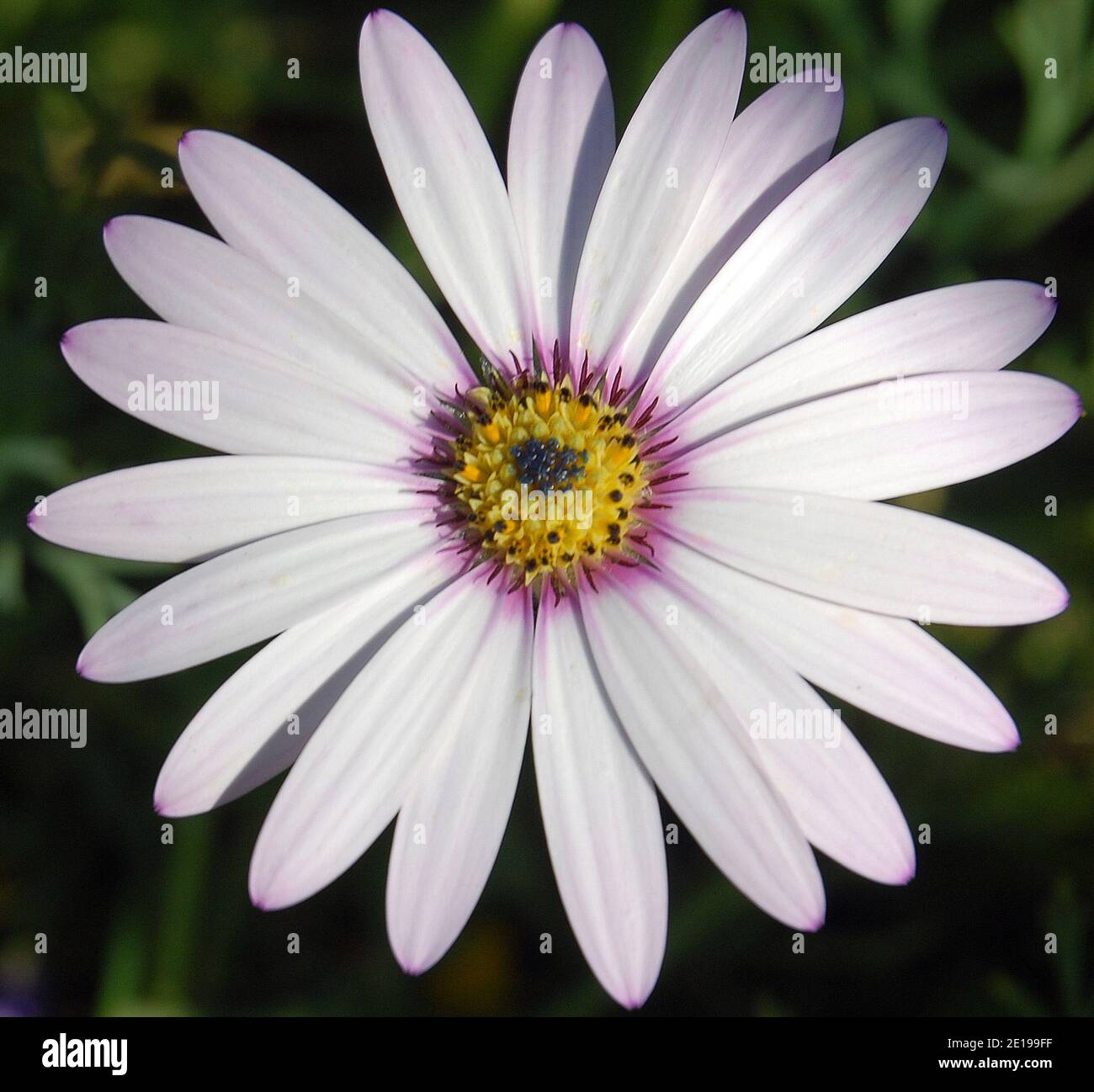Osteospermum fruticosum Stockfoto