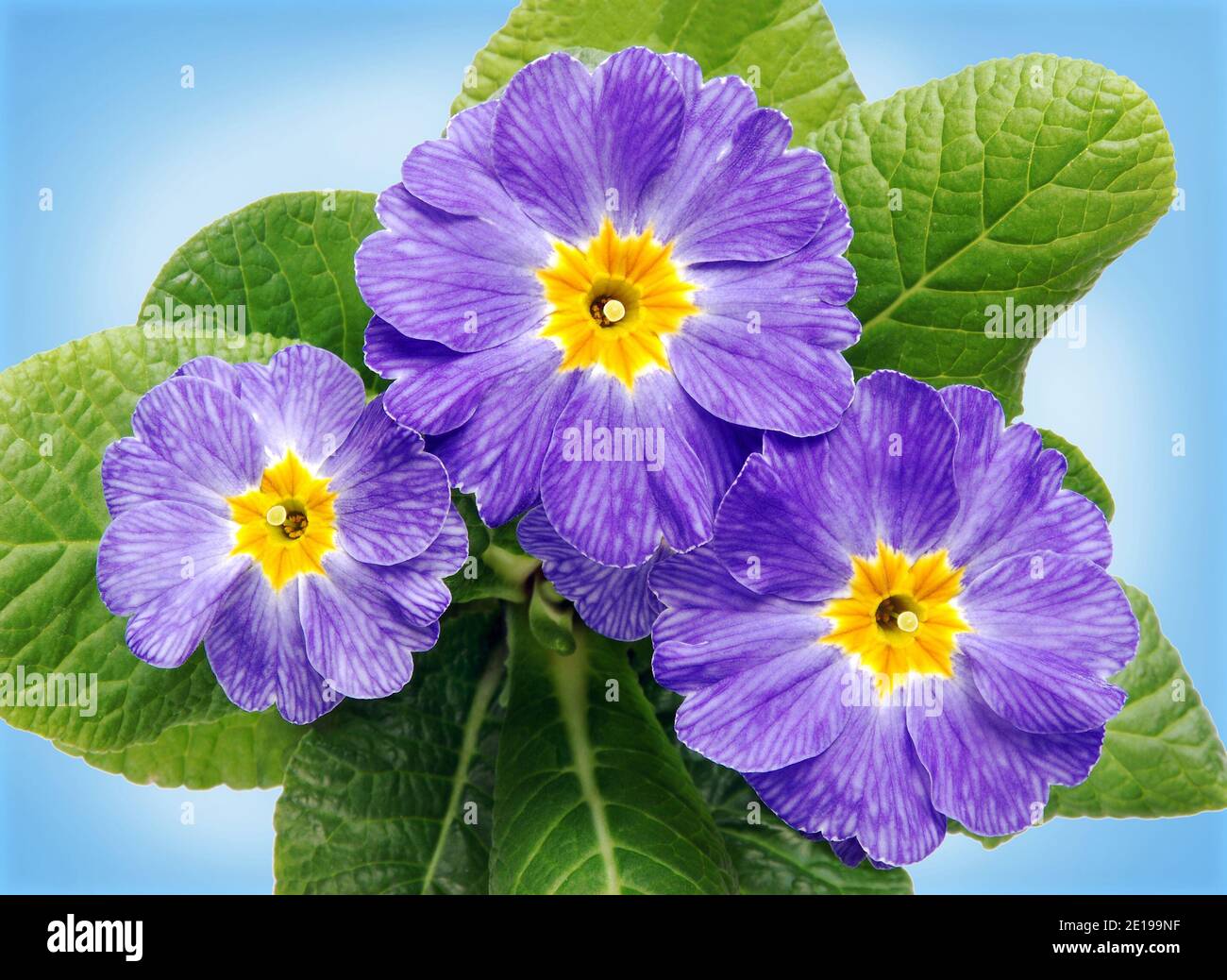 Detail´s violetten Primeln Blumen mit Blättern auf blauem Hintergrund, Vogelperspektive Stockfoto Detail´s violetten Primeln Blumen mit Blättern auf blauem Hintergrund, Vogelperspektive Stockfoto