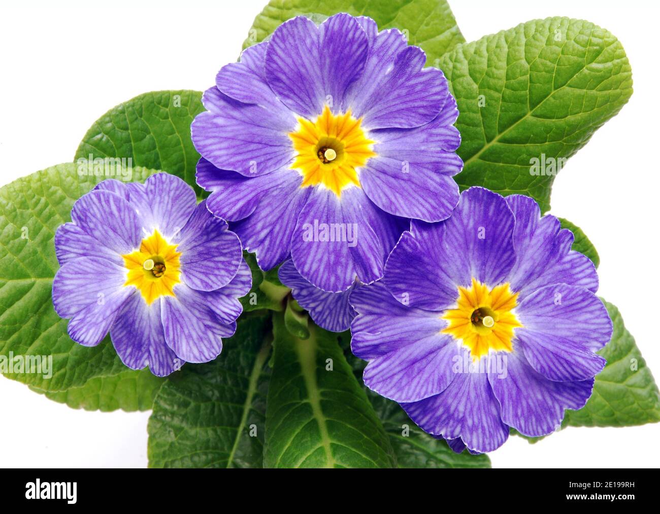 Detail´s violetten Primeln Blumen mit Blättern auf weißem Hintergrund, Vogelperspektive Stockfoto Detail´s violetten Primeln Blumen mit Blättern auf weißem Hintergrund, Vogelperspektive Stockfoto