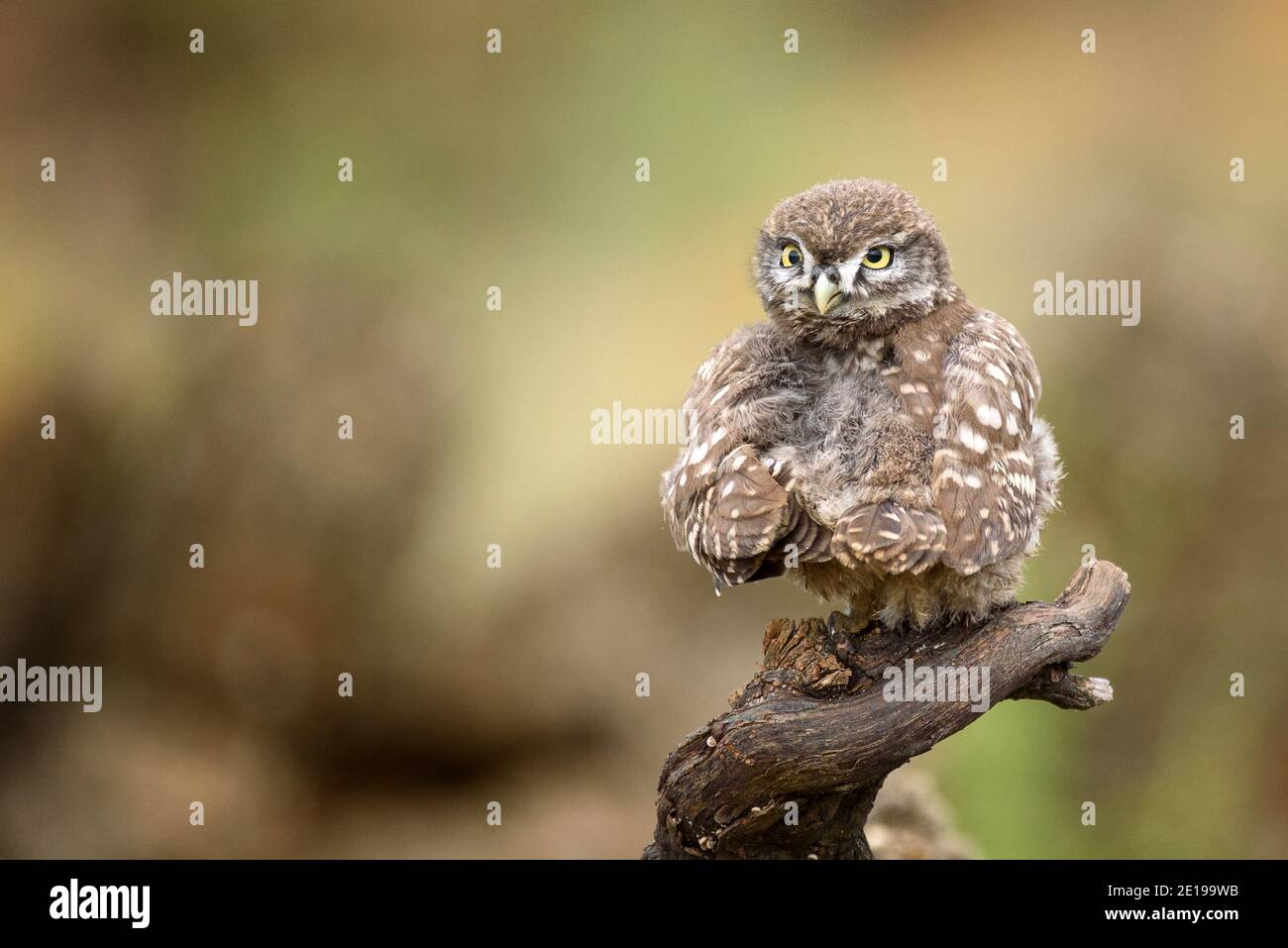 Die kleine Eule (Athene noctua) liegt auf der Hand des Mannes. Stockfoto