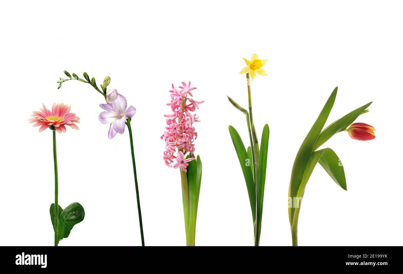 Verschiedene einzelne Frühlingsblumen - gerber, Freesie, Hyazinthe, Narzissen und Tulpe, isoliert auf weißem Hintergrund Stockfoto Verschiedene einzelne Frühlingsblumen - gerber, Freesie, Hyazinthe, Narzissen und Tulpe, isoliert auf weißem Hintergrund Stockfoto