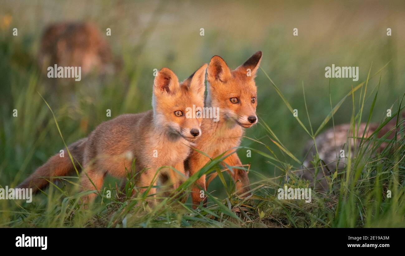 Zwei junge rote Füchse im Gras auf einem schönen Licht. Stockfoto