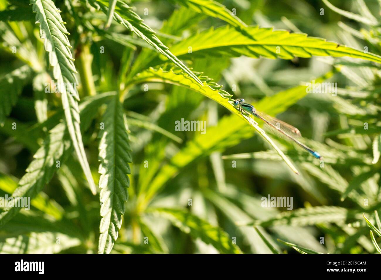 Cannabis Blätter auf Marihuana Feldfarm Sativa Unkraut Hanf Hash Plantage für legale medizinische oder illegale Rauchverbräuche und thc cbd-Anzeige mit Ganja-Blatt Stockfoto