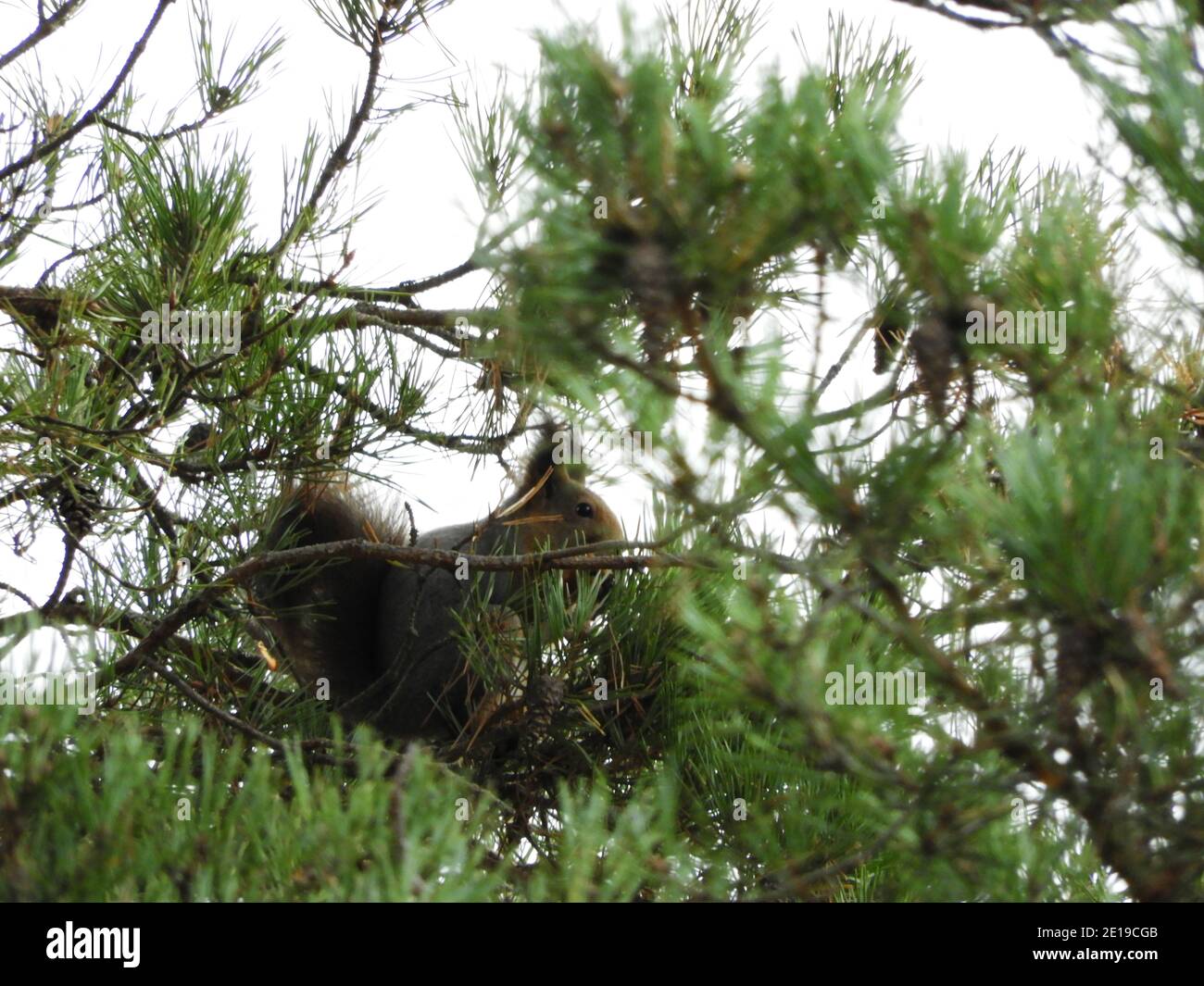 Eichhörnchen versteckt Stockfoto