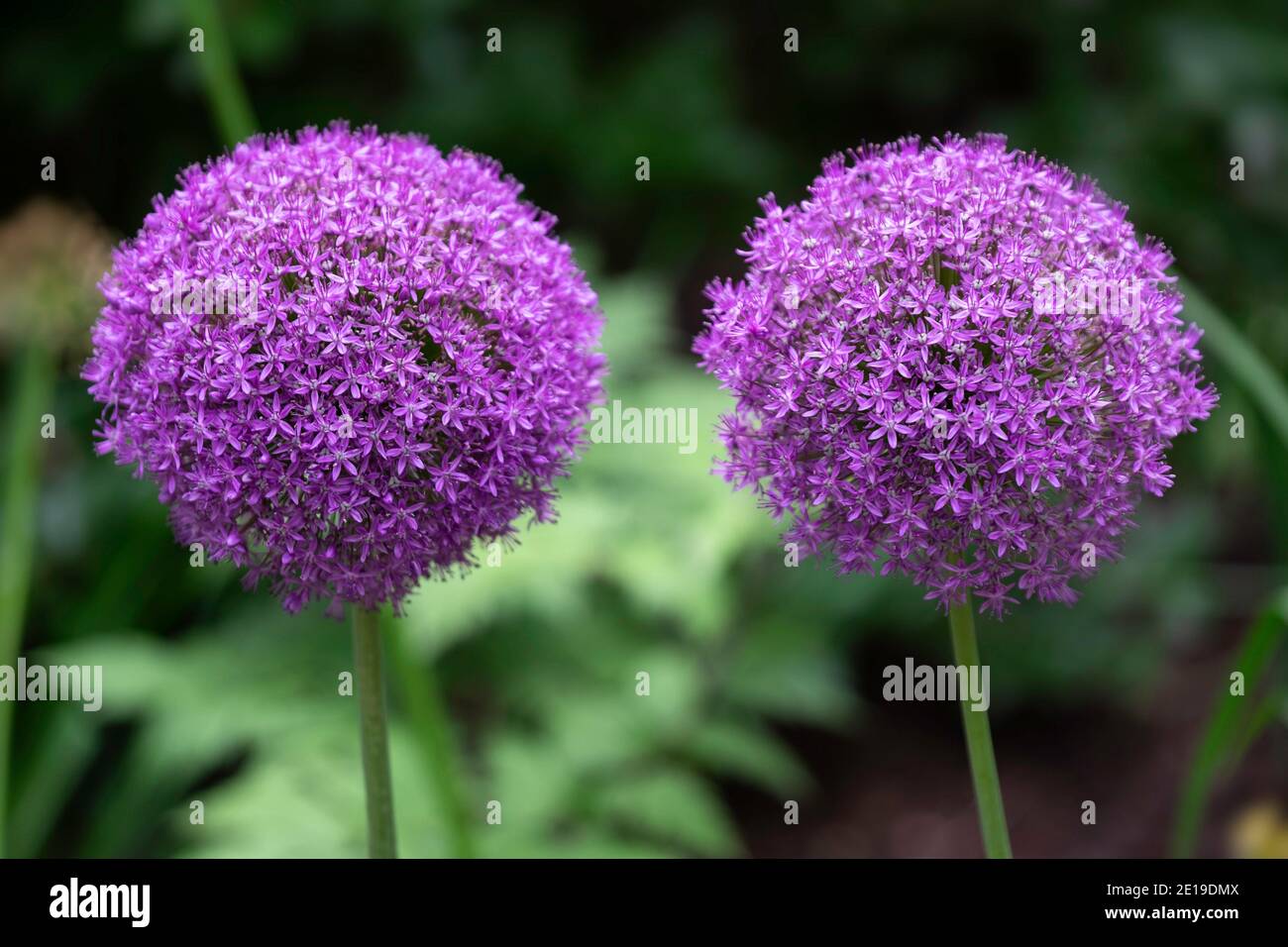 Zwei gigantische lila Allium giganteum Blüten, Zierzwiebeln mit runden großen lila Blütenköpfen in einem Garten Stockfoto