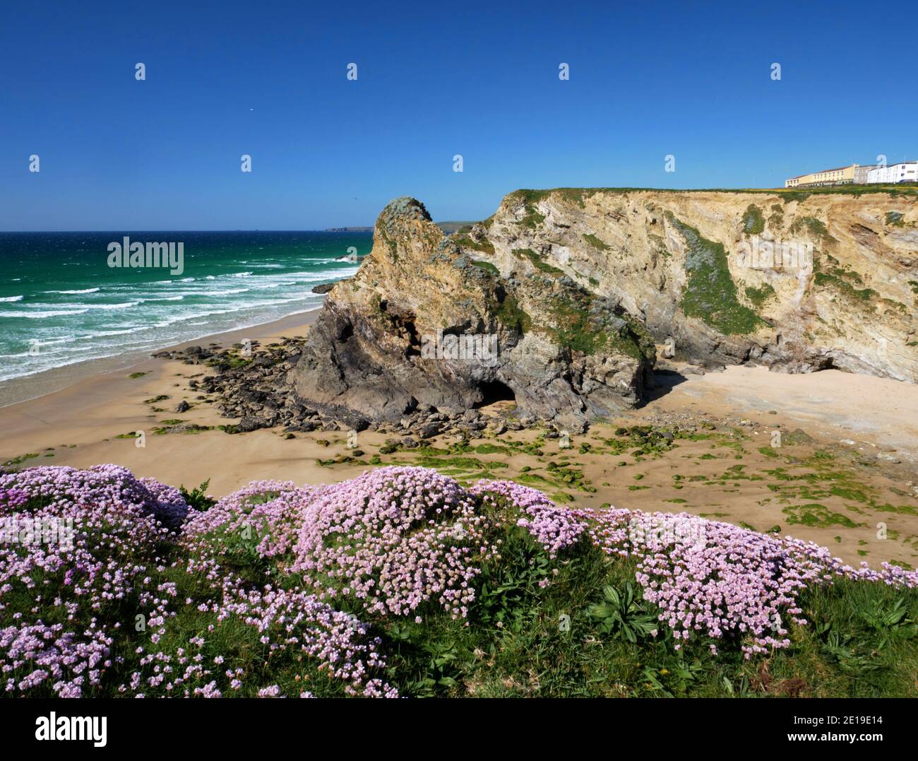 Blühende Kissen in Whipsiderry, Porth Island, Newquay, Cornwall. Stockfoto