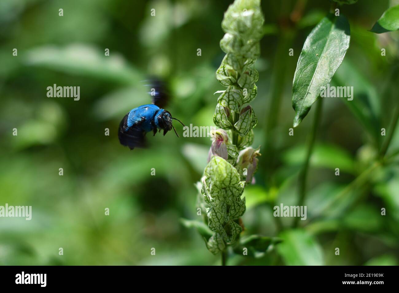 Die blaue Zimmermannsbiene schwebt in der Nähe einer blühenden Pflanze. Xylocopa caerulea. Stockfoto