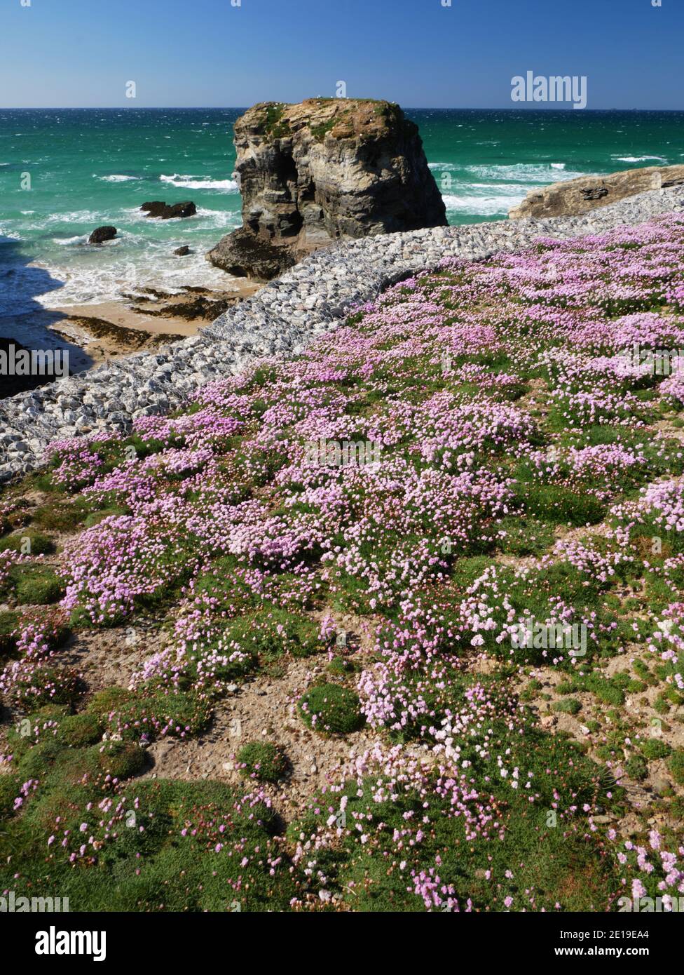 Blühende Kissen in Whipsiderry, Porth Island, Newquay, Cornwall. Stockfoto