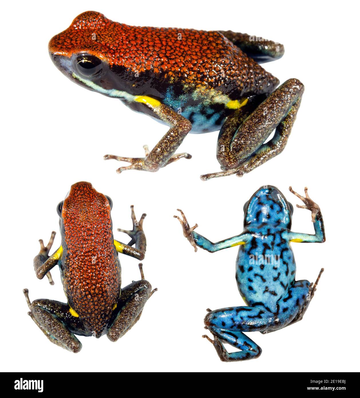 Ecuadorianischer Giftfrosch (Ameerega bilinguis), in drei Posen Stockfoto