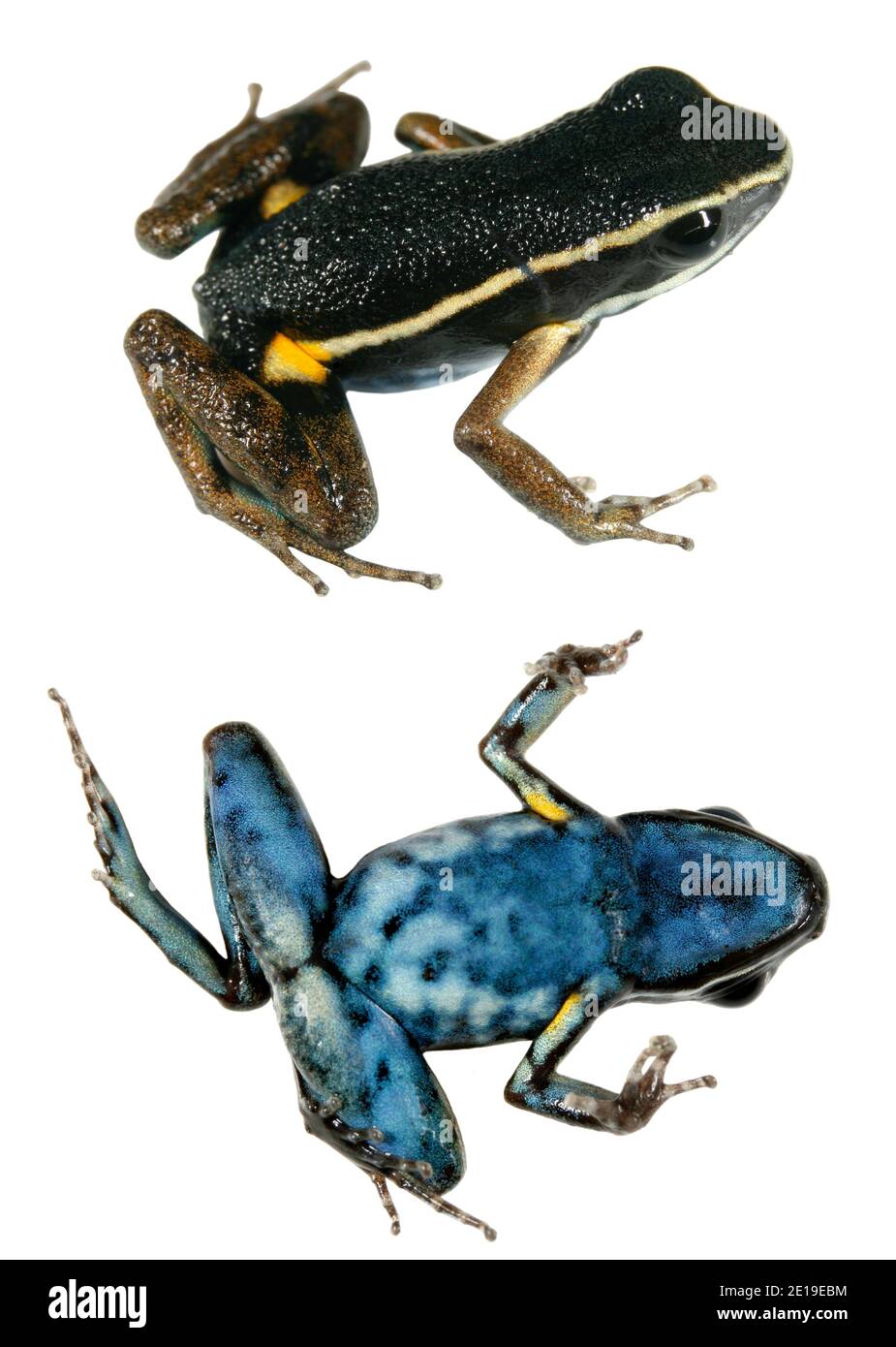 Getupfter Giftfrosch (Ameerega hahneli), dorsale und ventrale Ansicht. Aus dem peruanischen Amazonas Stockfoto